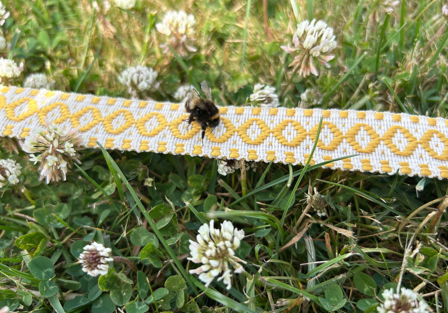 The Hermione Belt